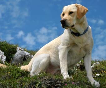 Therapeutic Insight: The Myofascial Release Perspective�Canine Myofascial Release Therapy, MASSAGE Magazine